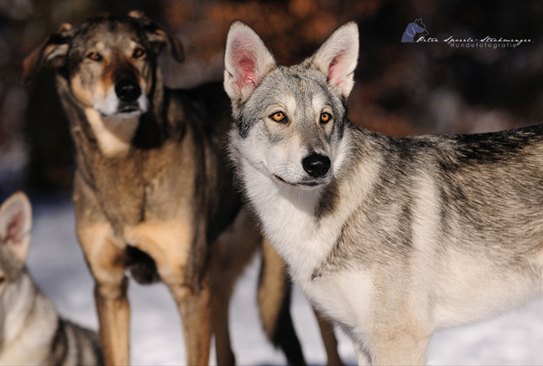 spitzohren unterwegs Faszination Saarlooswolfhund