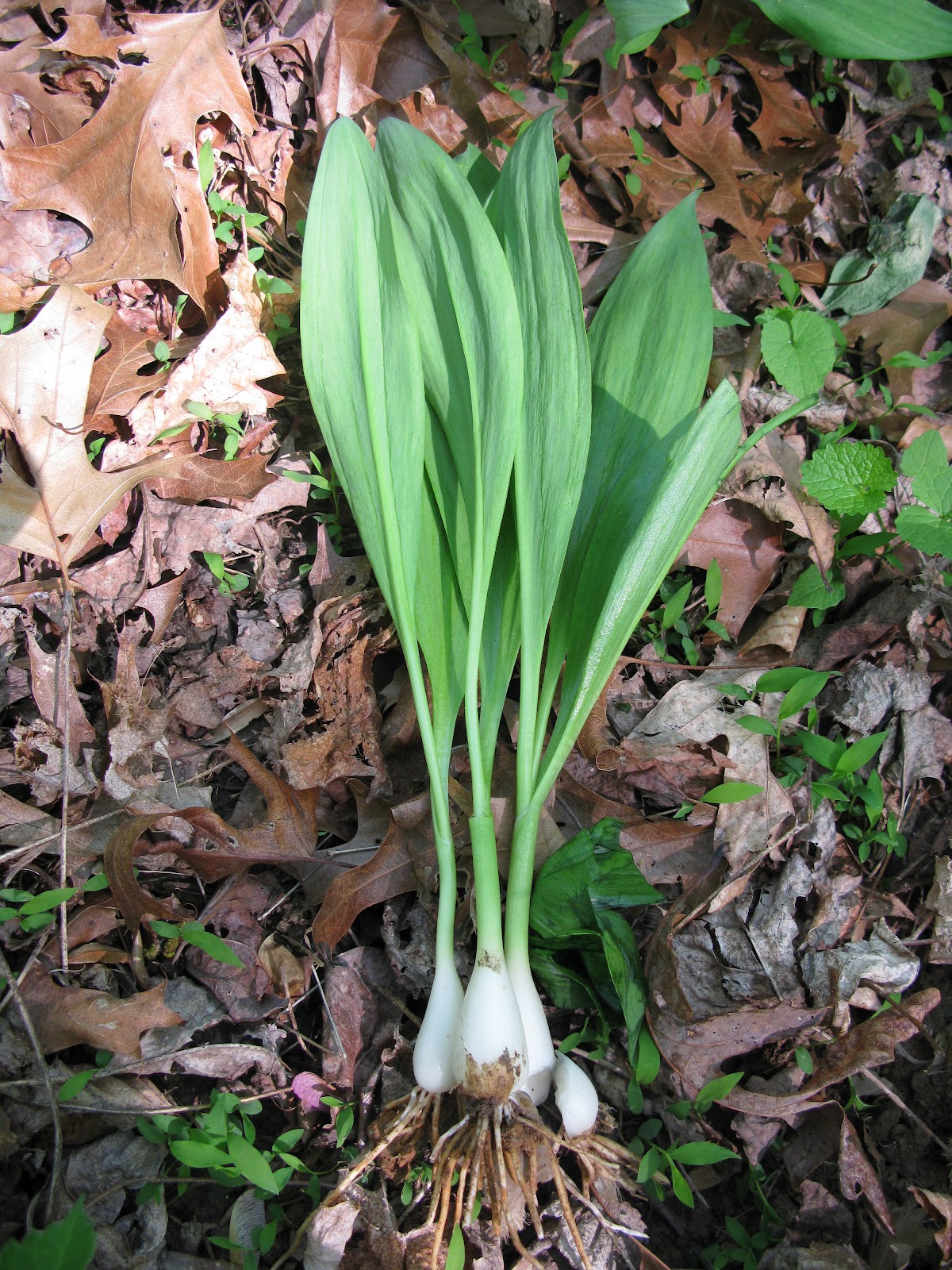 Cycle Jerk April Harvest Morels And Ramps