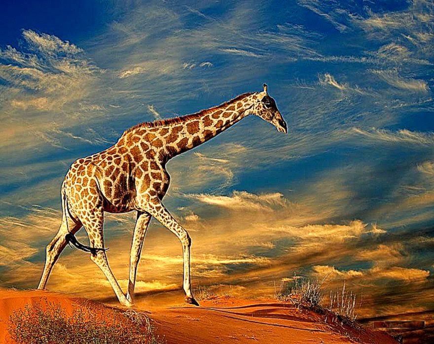 Giraffe HD Wallpapers Giraffe Animal Pictures Cool Wallpapers Giraffe HD Wallpapers Giraffe Animal Pictures Cool Wallpapers