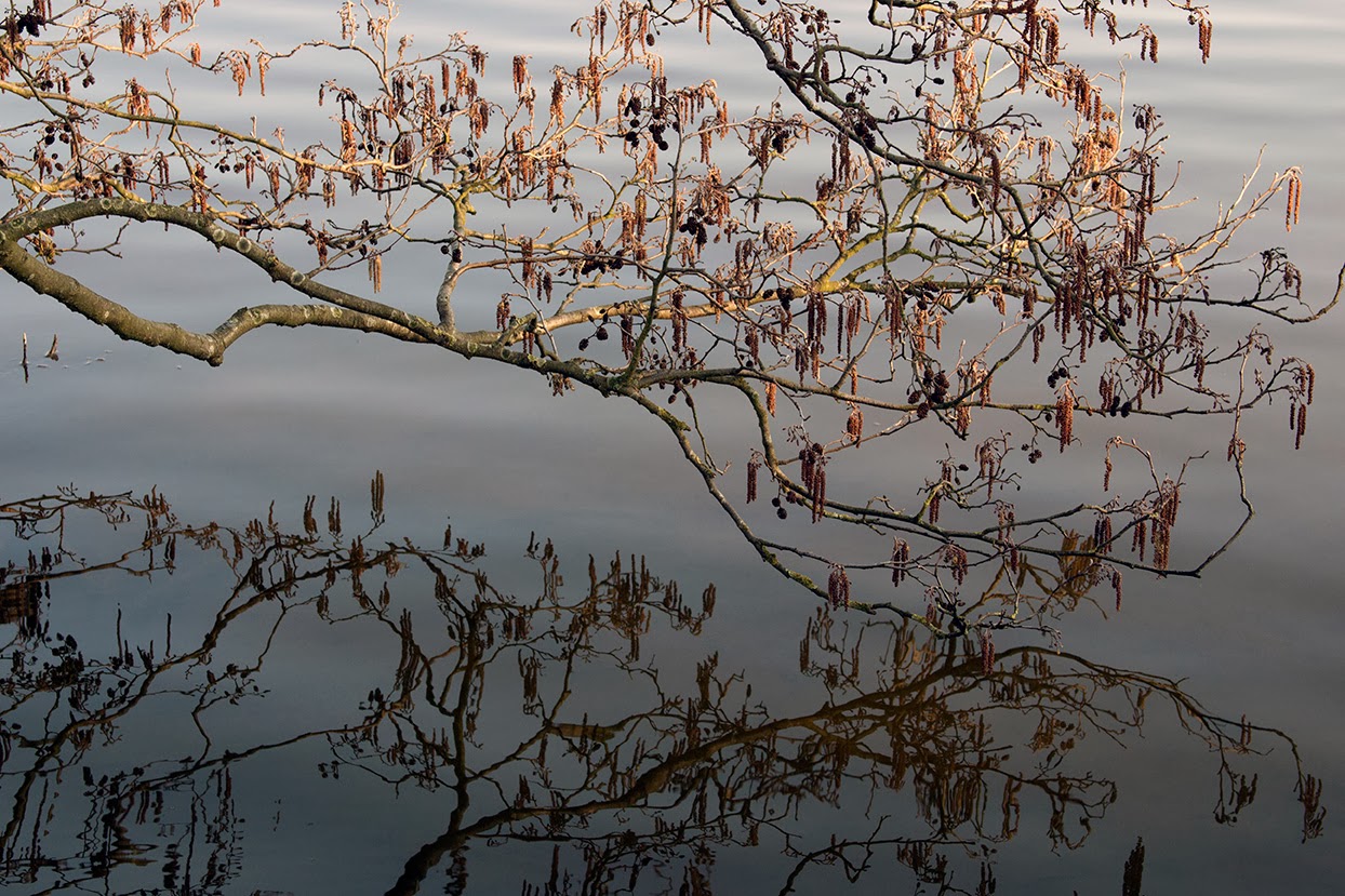 branch reflected in water