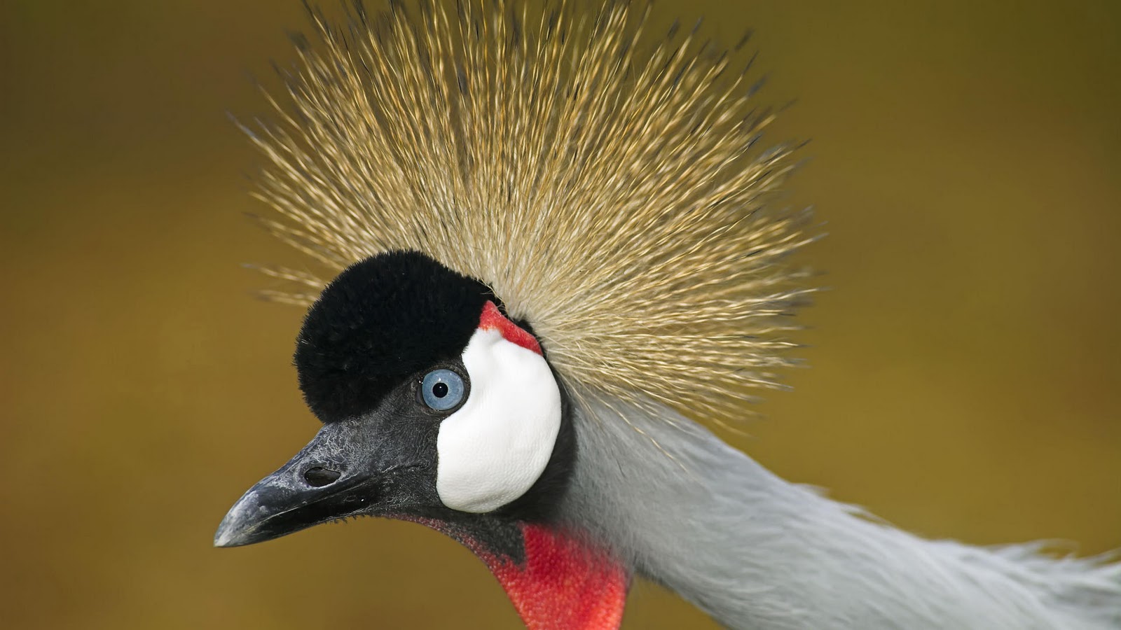 Latest Big Birds Wallpapers - Entertainment Only