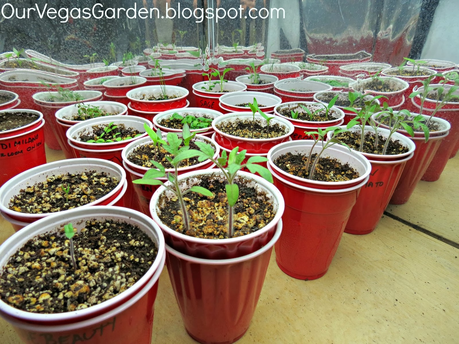 100 Indoor Tomato Garden Unusual Vegetables For Small