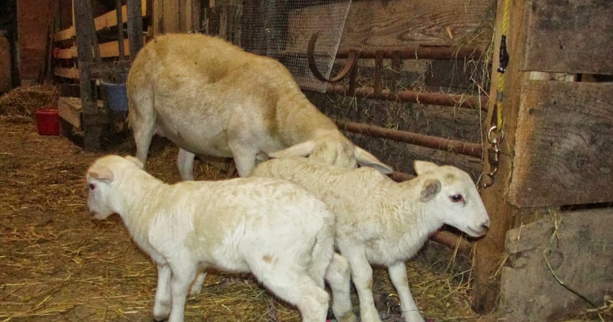 A Shepherdess's Journal to Sheep Farming: What Happens When You Nurse a