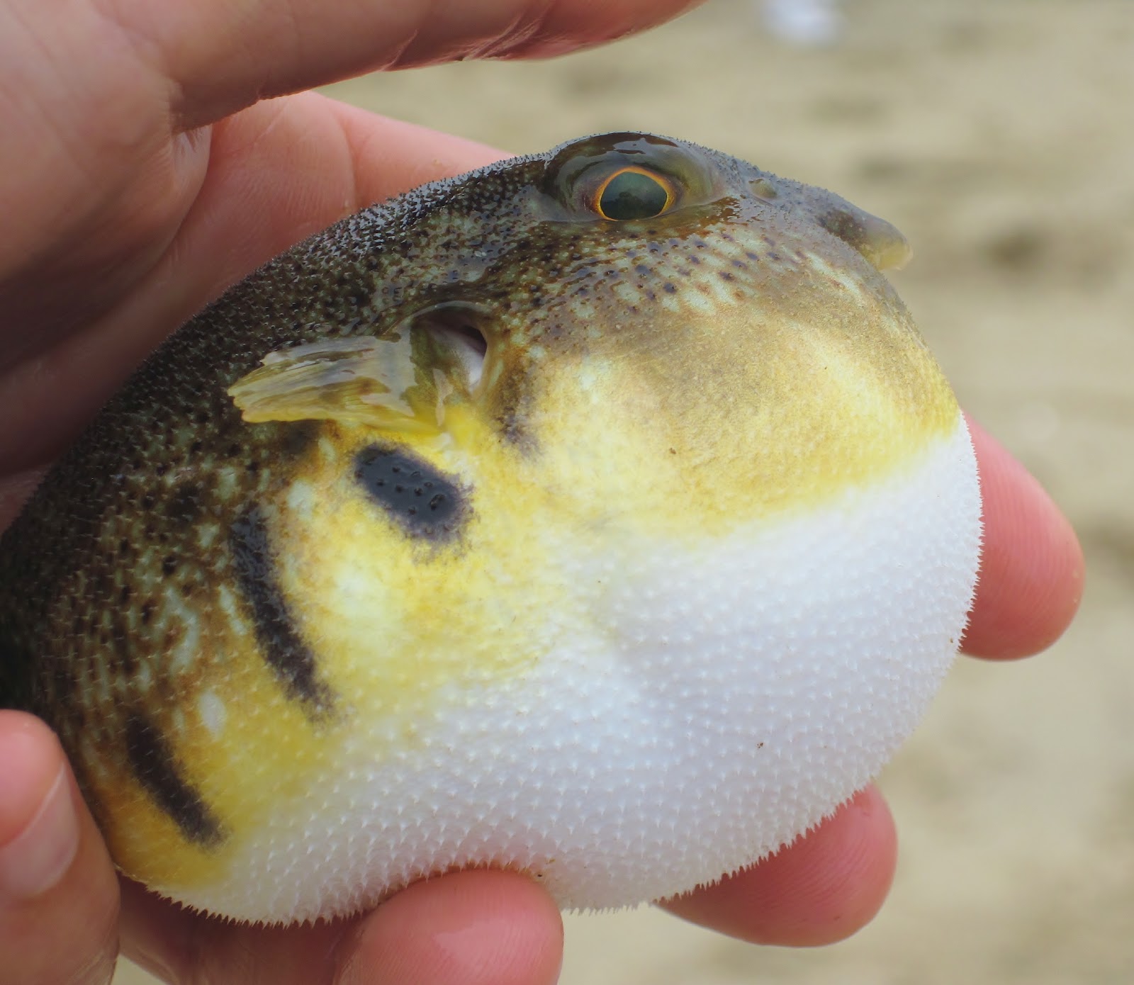 Nature on the Edge of New York City Blow Fish Blowing in NY Harbor