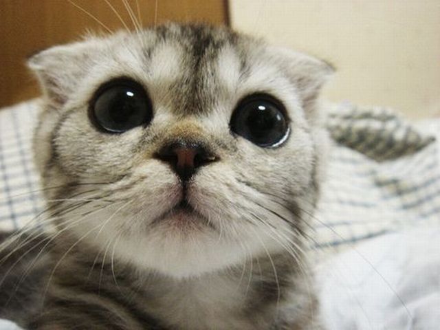 2 Cute Animal Pics: Cute kitty cat with huge eyes