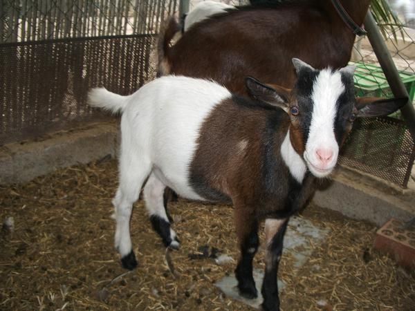 cabras enanas