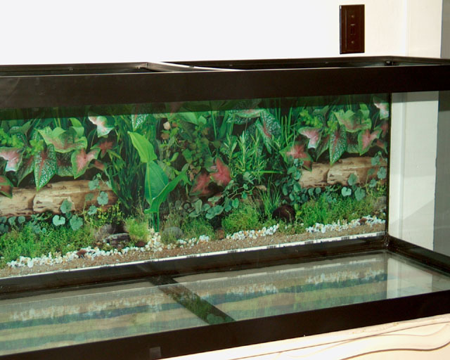 Background For Terrarium Background Kindle Pics