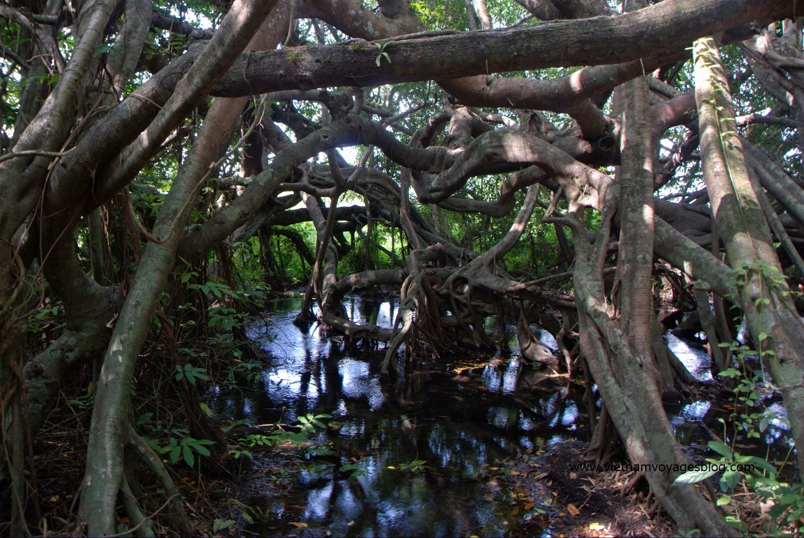 Cây Si trăm nhánh trong rừng Quốc Gia Nam Cát Tiên
