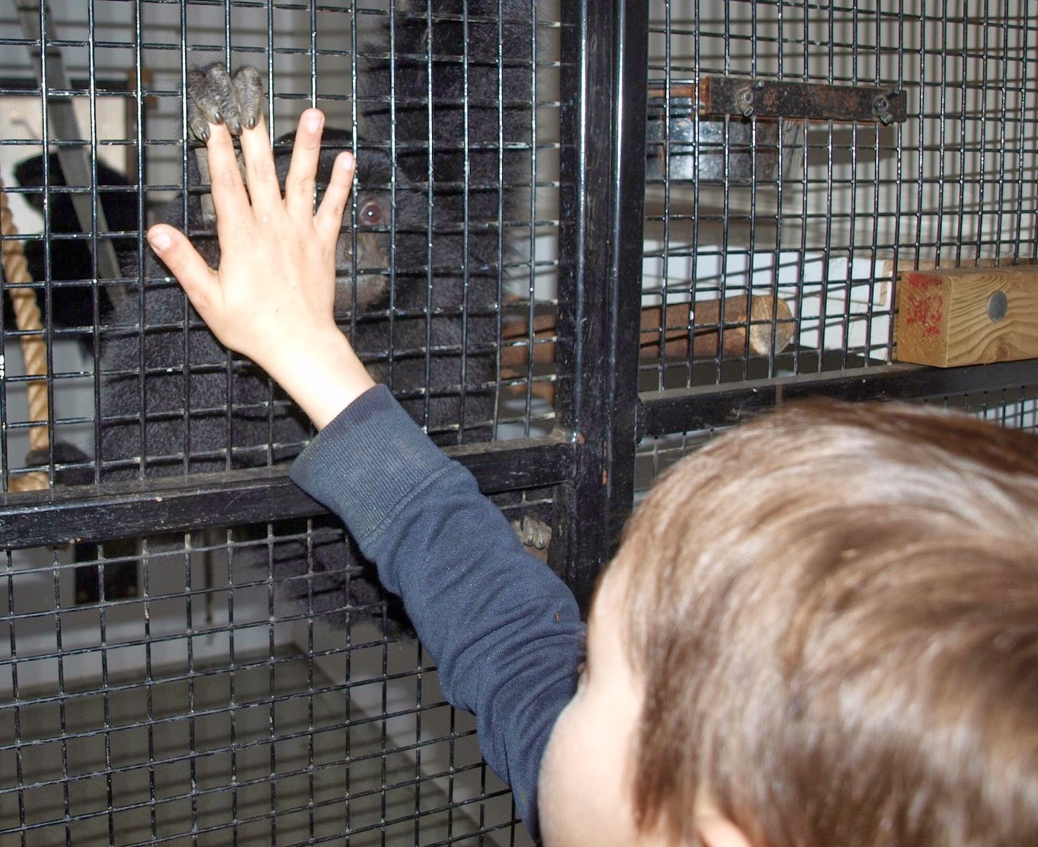 Meeting the Funky Gibbons at Manor House Wildlife Park CountryKids