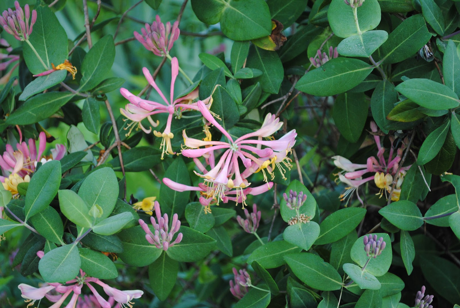 Honeysuckle Ginger Lily And Tea Olive