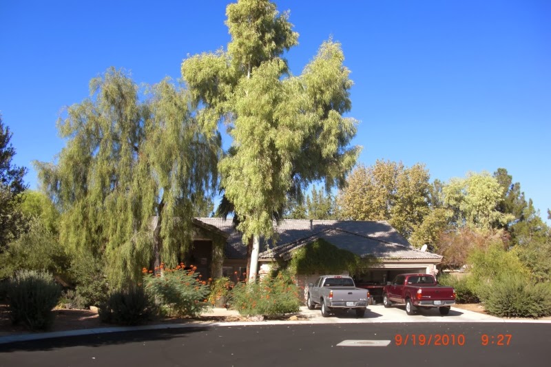 Xtremehorticulture of the Desert Tree Selection for Mesquite Nevada