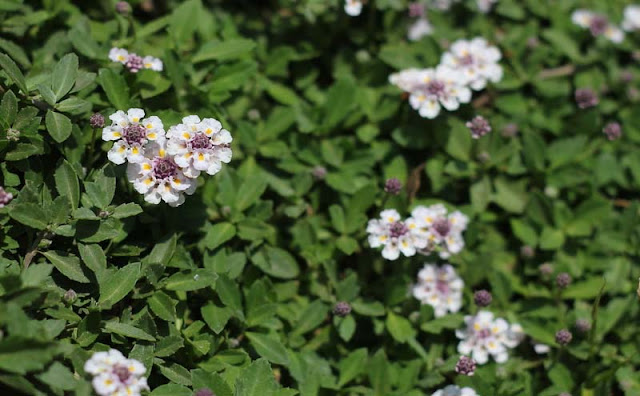 Phyla Canescens Flowers Pictures