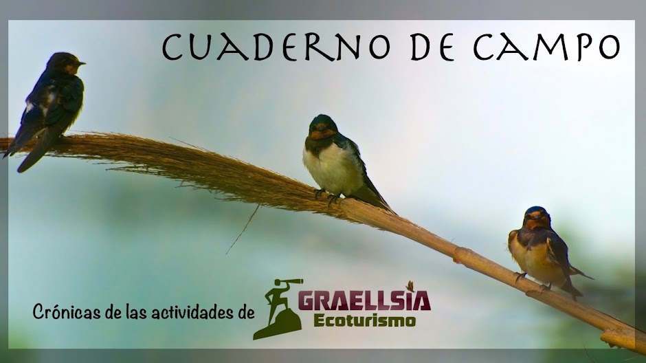 Cuaderno de Campo de Graellsia Ecoturismo