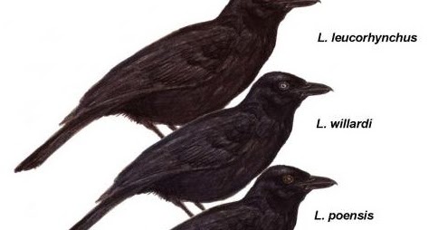 Species New to Science [Ornithology • 2010] Willard’s Sooty Boubou