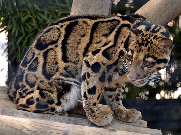 Clouded Leopard | Wildlife Photos-Info | The Wildlife