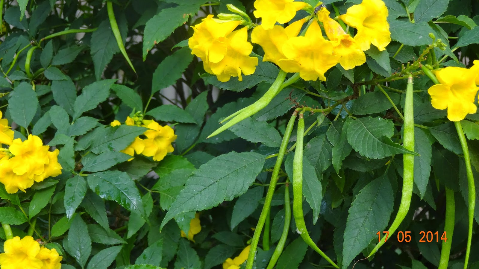 Plants of Lahore Pakistan stans Yellow trumpet flowers shrub Tikoma