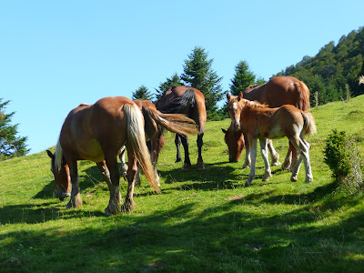 chevaux au col de spandelles