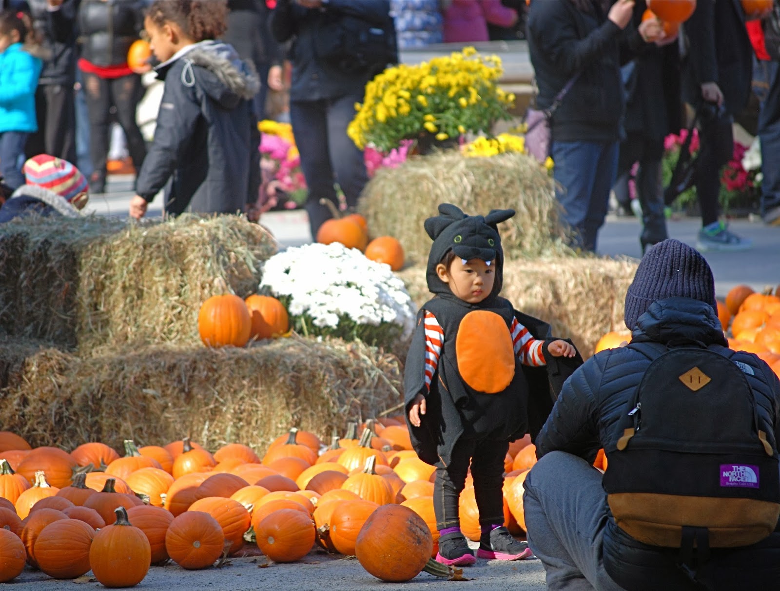 NYC ♥ NYC Pumpkin Patch in Central Park