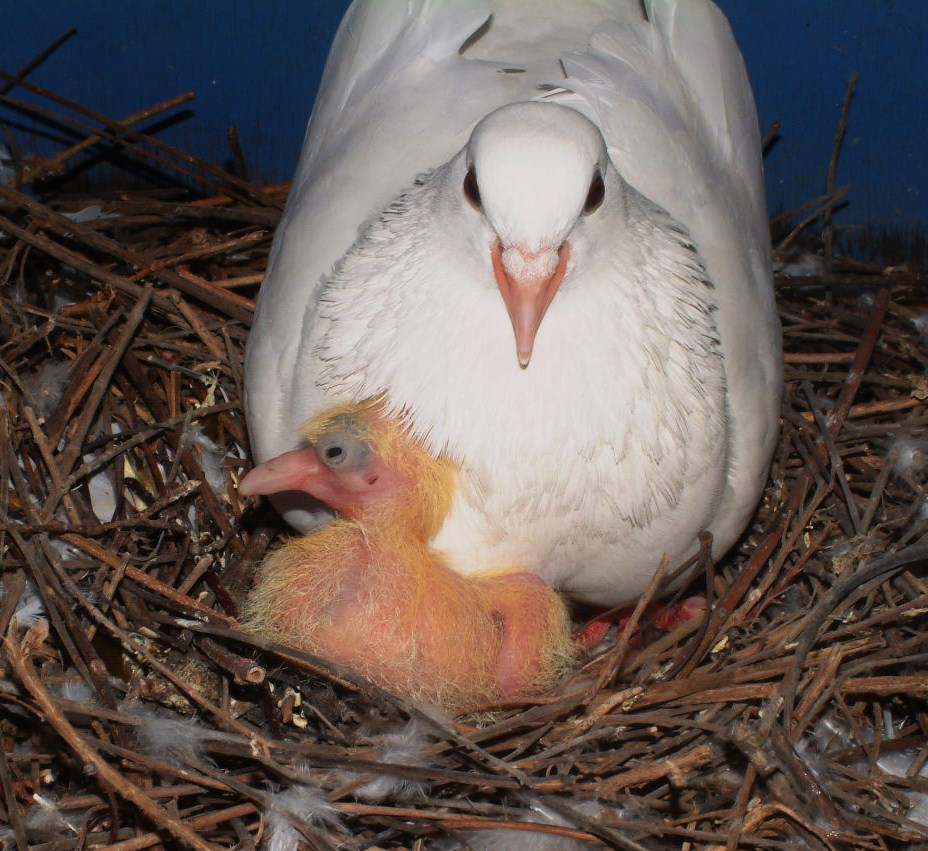 My Doves Hatching.... and hatching!