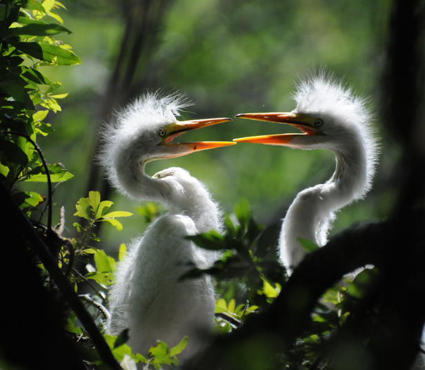Audubon South Carolina Wading Bird Rookeries
