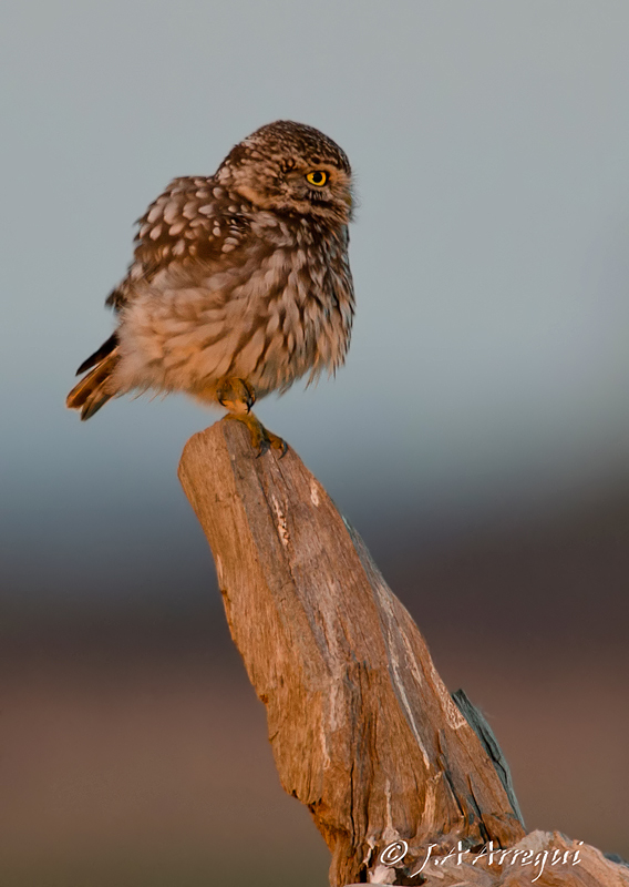 Mochuelo, Athene noctua, Little Owl Mochuelo, Athene noctua, Little Owl