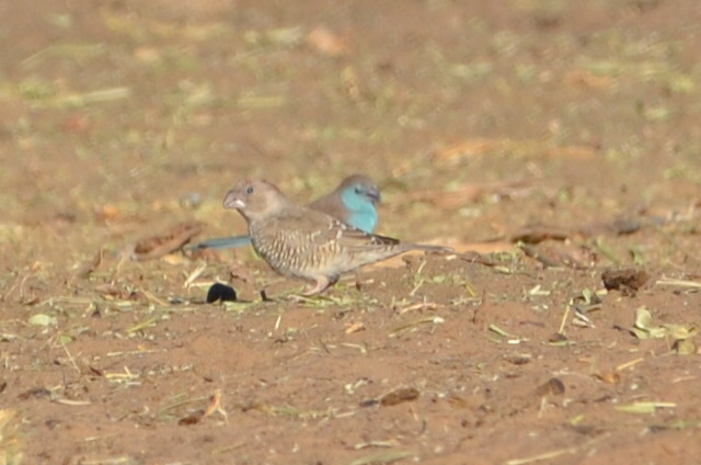 Blue Waxbill