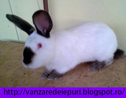 Vanzare De Iepuri Si Iepurasi Iepure Californian Rasa Pura