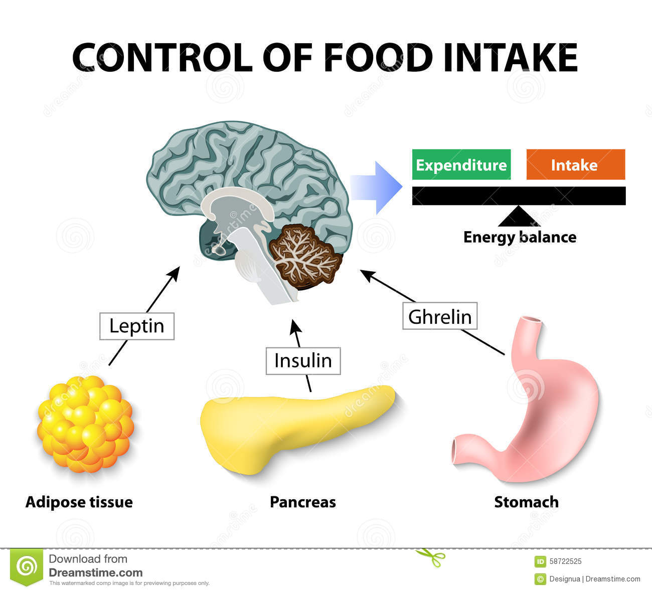 포도당과 과당의 진실 Dr. Song's Blog