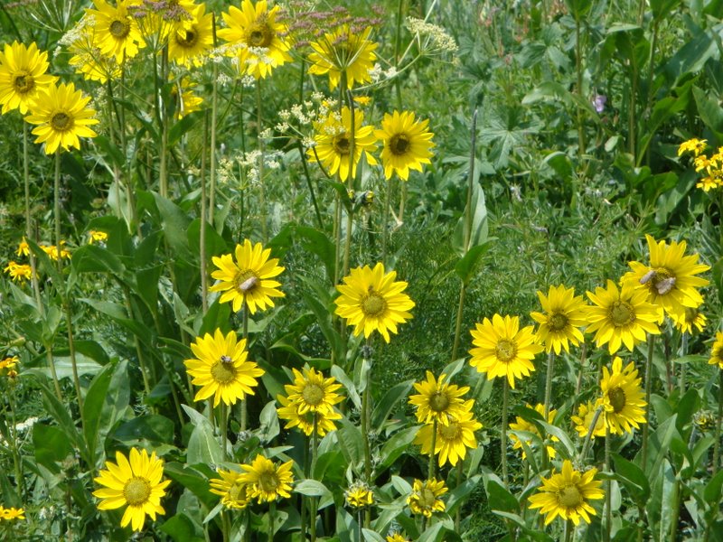 Please repeat... Wyoming Range Flowers