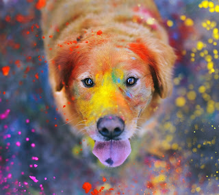 Galaxy S3 Wallpaper - Colorful Dog