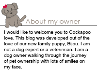 Cockapoo Love