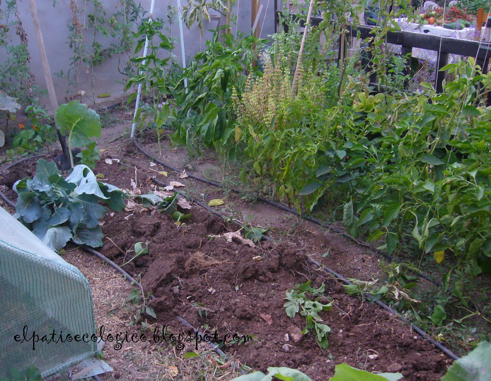 EL PATIO ECOLÓGICO: laboreo del suelo