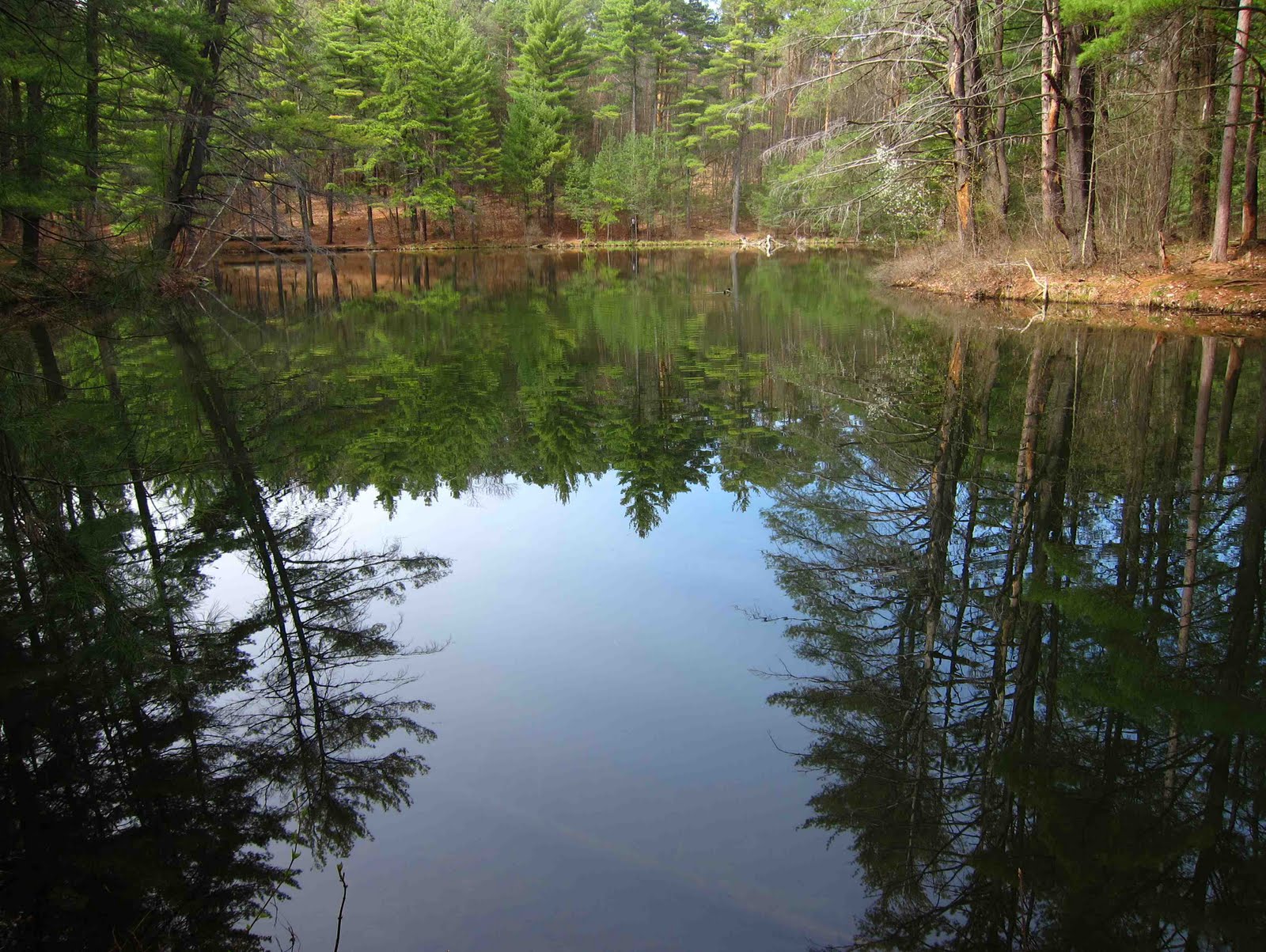 Saratoga woods and waterways: The Flowers Are Coming Fast!