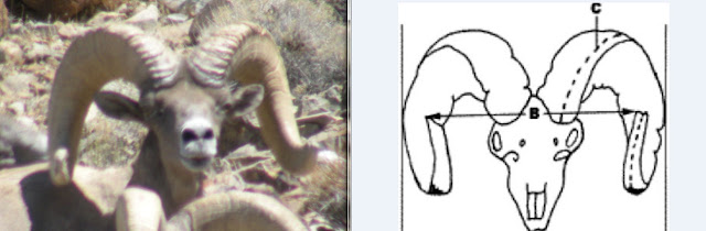 Front+On+View+of+Desert+Sheep+with+Boone+and+Crockett+Logo.jpg