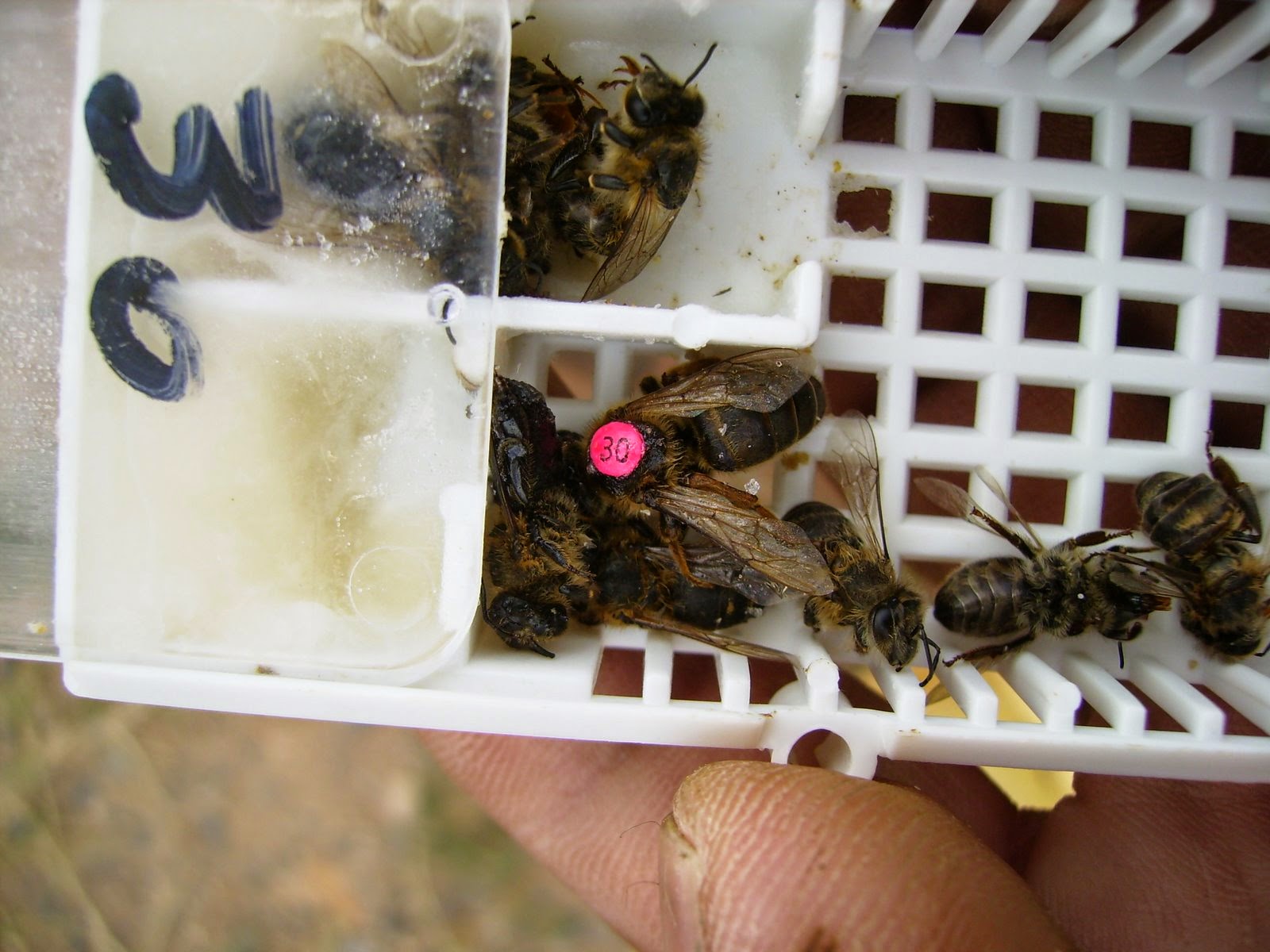 Arici Ali Turk Ve Aricilik Bilgileri Karniol Ana Ari Saf Karniyol Ana Ari