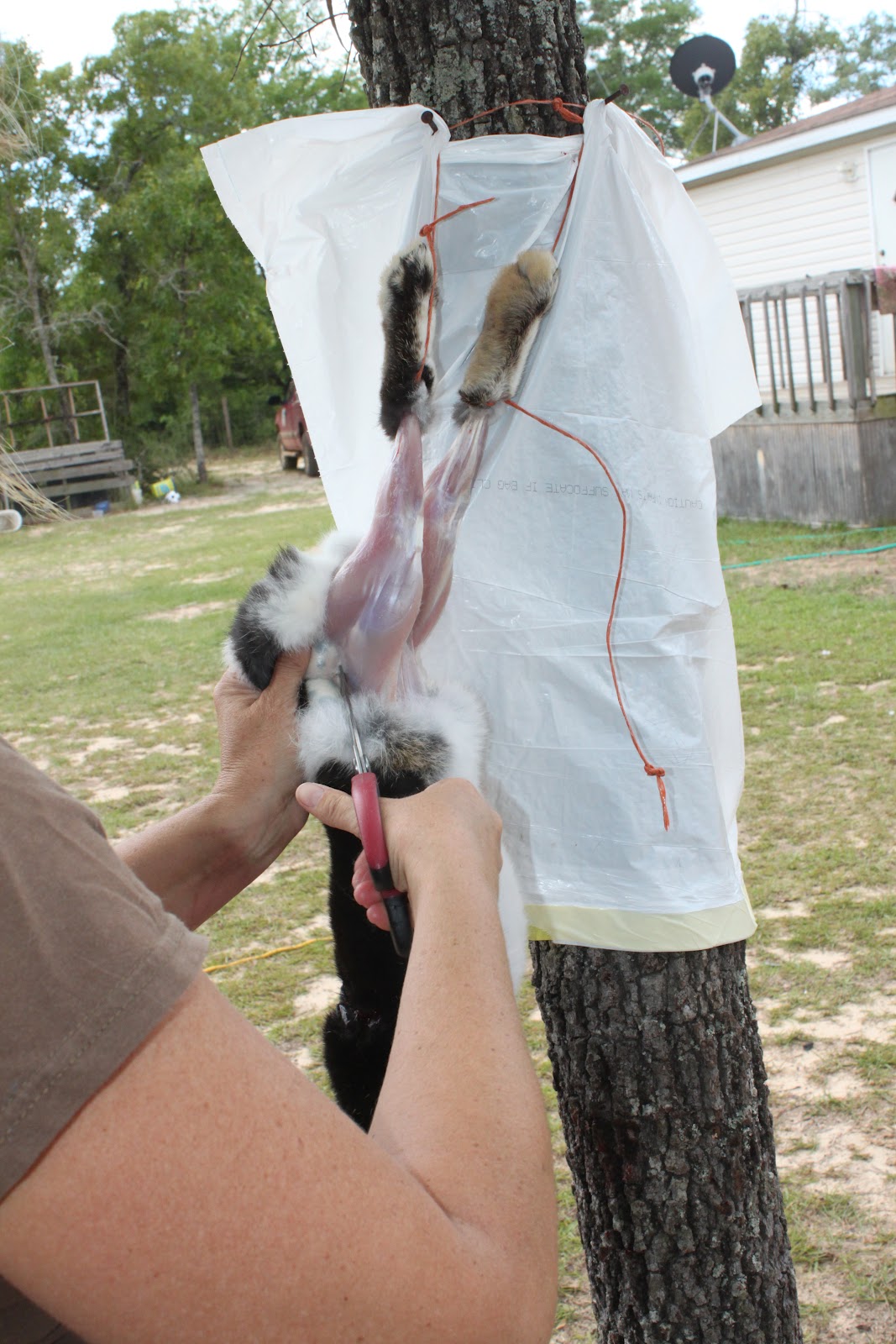 Homestead Life How To Skin a Rabbit