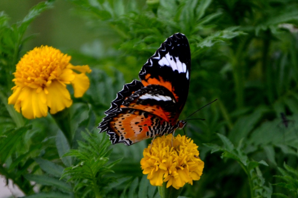 My little vegetable garden Butterfly so beautiful, "lacewing"