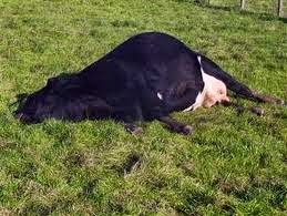 signs of grass staggers in cows