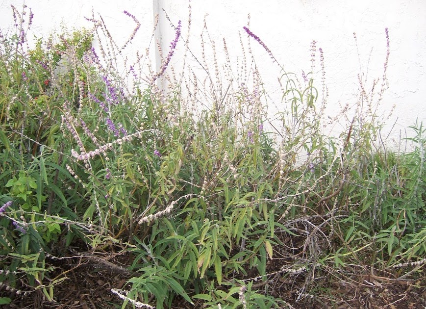 The 2 Minute Gardener Photo Mexican Bush Sage Before and After Pruning