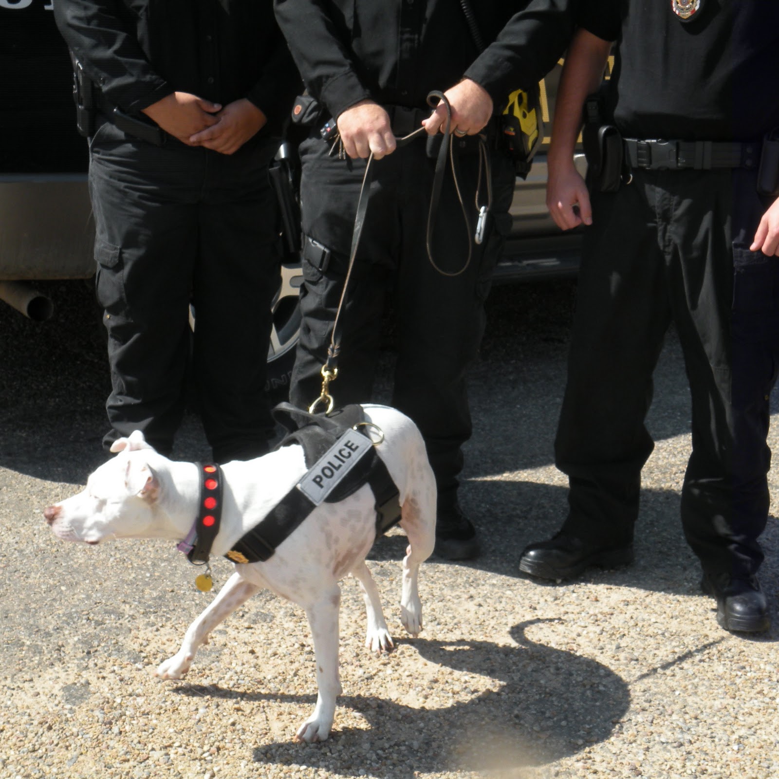 Police Force Adds K9 Unit