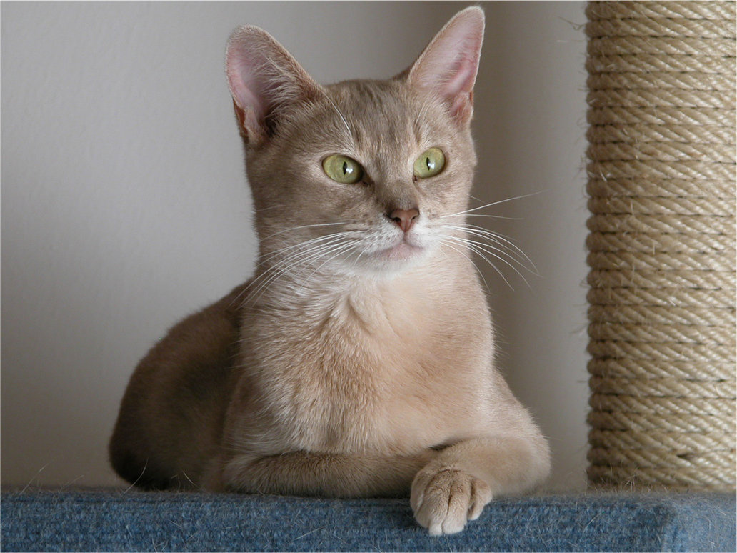 Encyclopedia of Cats Breed: Lilac Abyssinian Cat