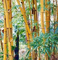 rebung bambu kuning