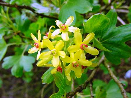 Wild Harvests The News On Red Flowering Currant