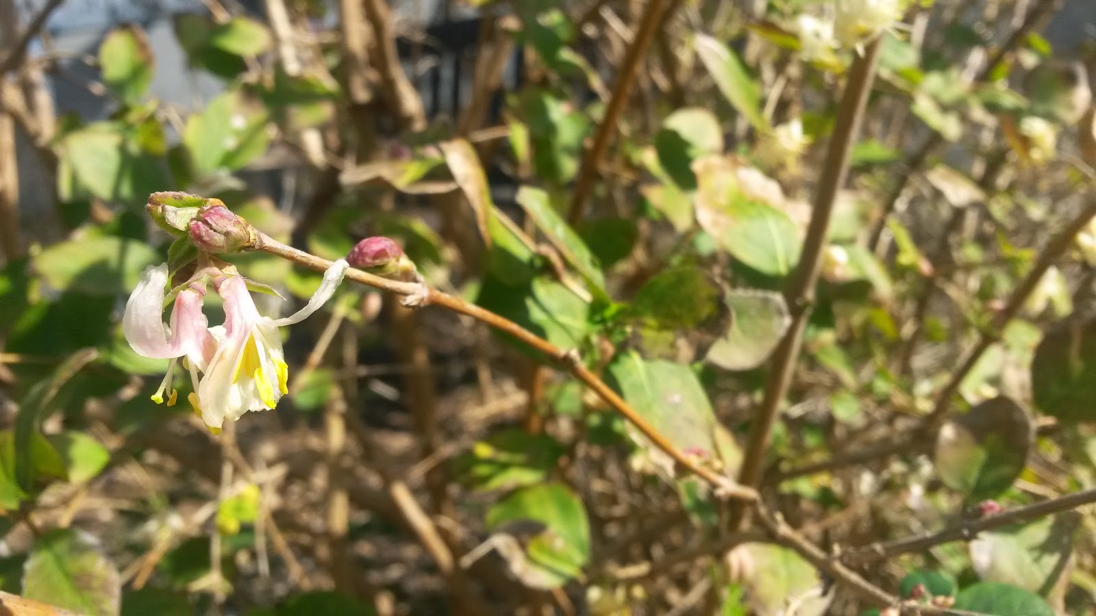 Feast Or Famine Winter Honeysuckle The Lonicera Fragrantissima