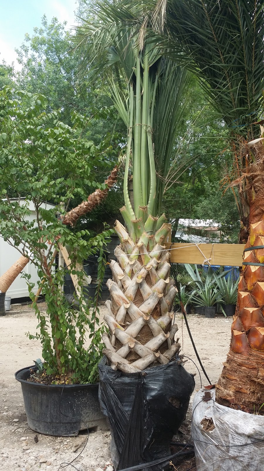 Cold Hardy Palm Trees in Houston Palms for your summer projects in