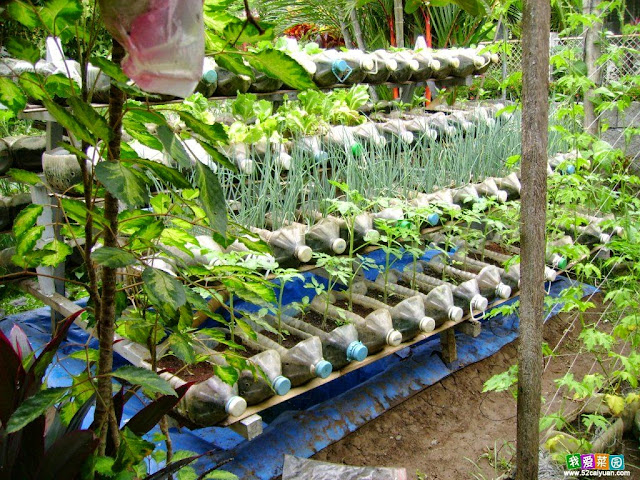 Bottle garden idea, gardening ideas for small gardens