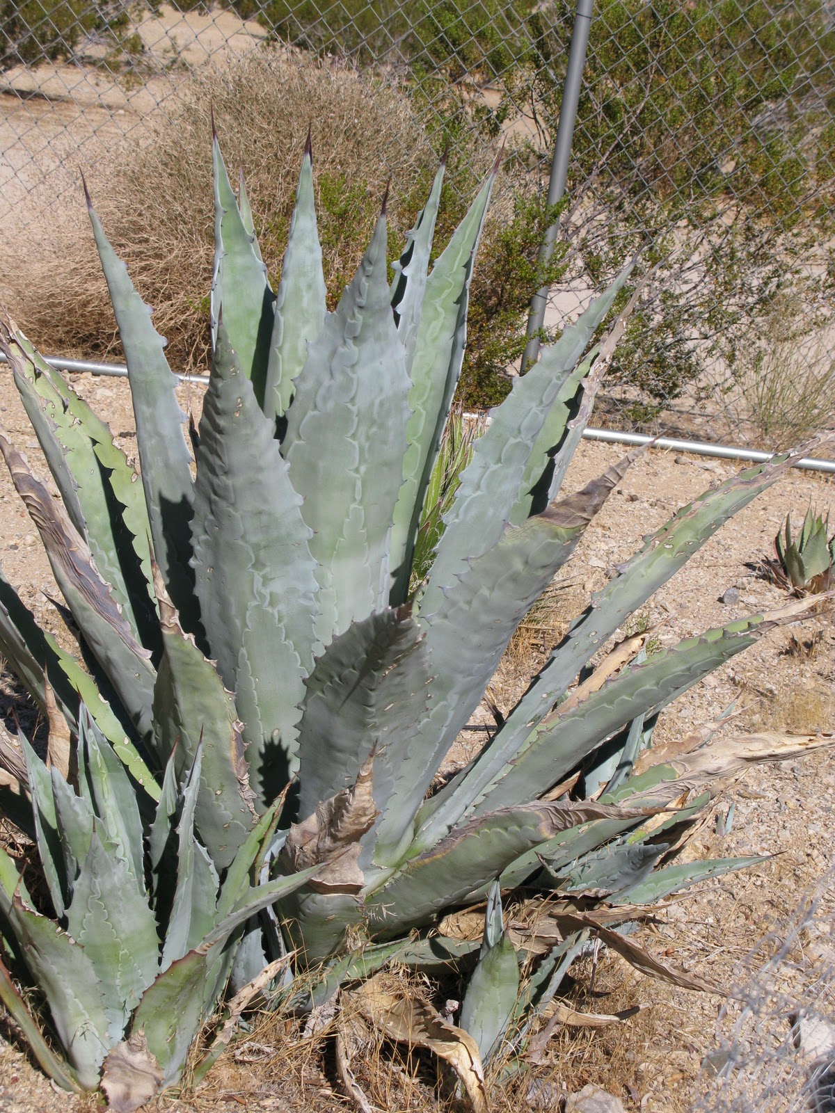Agave Parryi Truncata