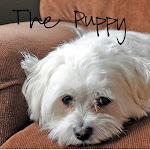 The Puppy