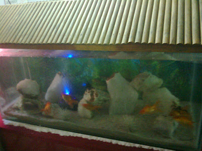 goldfish aquarium ahmedabad