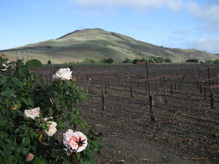Roses and grapevines, with a sunlit hill in the background, Paicines.